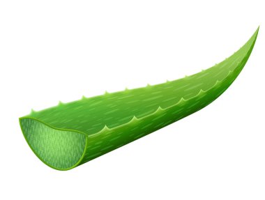 Tek aloe vera yaprağı beyaz arkaplanda izole edilmiş. Enine kesitli taze kesilmiş aloe vera yaprağı. İlaç, kozmetik, ilaç, gıda katkı maddesi vs. için vektör illüstrasyonu