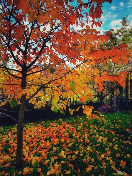 Любите Цветочную Природу Красную Желтую Осень Желтыми Зелеными Листьями Красивые — стоковое фото