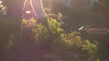 Kıdemli kadın tarım işçisi verimli nemli topraktan taze organik havuç topluyor ve topluyor. Bahçede çalışan yaşlı, emekli bir kadın gün batımında güneş ışığında sebze topluyor. 4k kalite