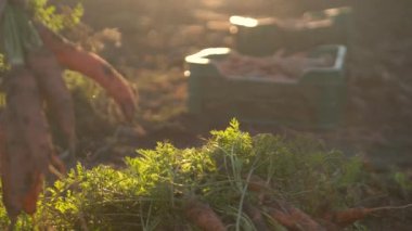 Bu 4K kaliteli videoda, olgun bir kadın bahçesinden gün batımında organik havuç topluyor. Sürdürülebilir tarımın faydaları ve taze, sağlıklı gıdaların ev yapımı havuçların önemi.