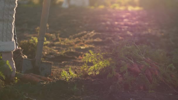 一位老年妇女在日落时从花园收获有机胡萝卜 这个美丽的4K高质量镜头展示了可持续的生活和健康食品在你自家后院的重要性 — 图库视频影像