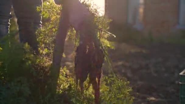 Закрыть Руки Пожилой Женщины Вырывающей Кучу Моркови Почвы Городской Старший — стоковое видео