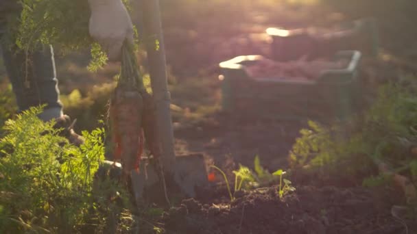 Высококачественная Съемка Снимает Старшую Леди Собирающую Свежую Морковь Саду Закате — стоковое видео
