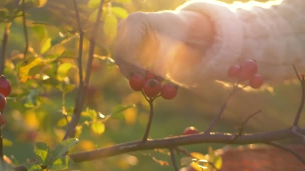 この4K高品質の映像で自然の恵みの美しさを体験してください熟練した手の収穫は日没時に腰を上げました 持続可能な生活と自然医学の強調 — ストック動画