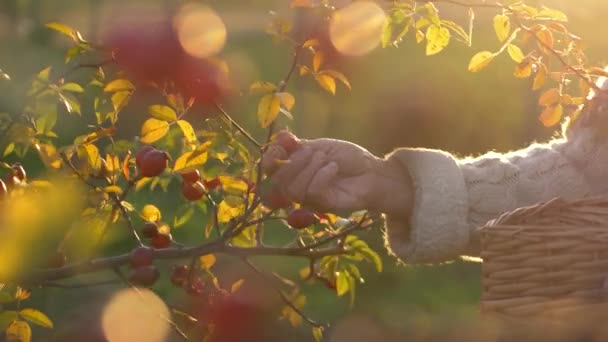 Bask Warmth Sunlit Garden Elderly Woman Carefully Harvests Rose Hips — Stock Video
