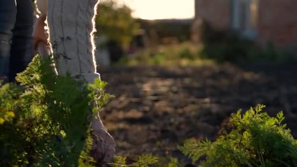 Близько Літньої Жінки Робітниці Ферми Збирають Свіжу Органічну Моркву Міському Відеокліп