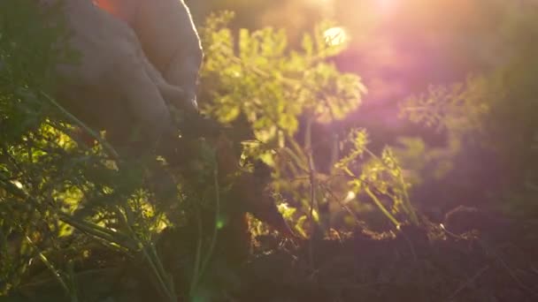 Старші Жіночі Руки Збирають Органічну Моркву Міського Саду Золоті Години Стокове Відео 