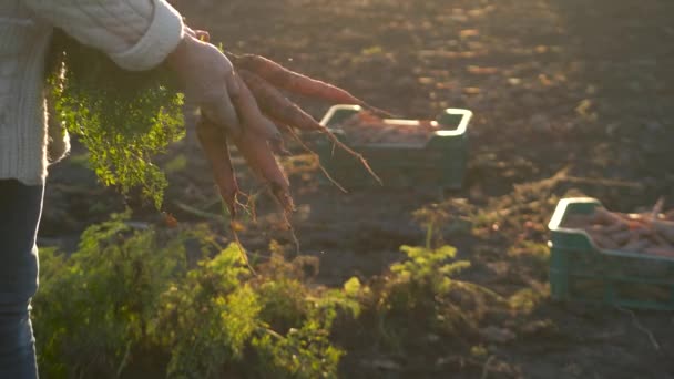 Observe Cómo Una Jardinera Anciana Inspecciona Zanahorias Recién Cosechadas Cosecha Video de stock