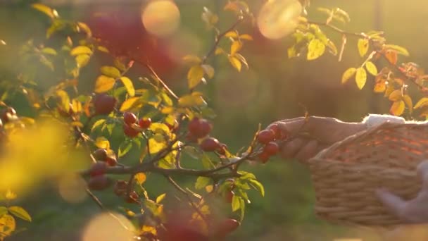 この4K高品質の映像の暖かさと美しさに身を浸します 穏やかな女性の静かなバラのヒップの収穫は日光の下で庭で収穫しました 持続可能な生活と総合的な健康の利点 — ストック動画