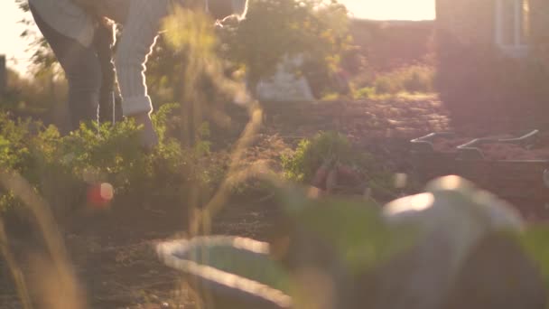 Пожилая Женщина Ухаживает Садом Выкапывая Вырывая Спелую Морковь Плодородной Почвы — стоковое видео
