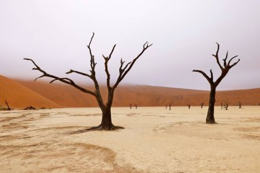 Ölü Camelthorn ağaç kırmızı tepeleri ve Deadvlei, Sossusvlei mavi gökyüzünde karşı. Namib-Naukluft Milli Parkı, Namibya, Afrika