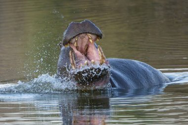Saldırgan su aygırı. Doğal ortamında vahşi bir hayvan. Afrika yaban hayatı. Namibya.