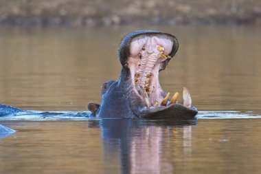 Saldırgan su aygırı. Doğal ortamında vahşi bir hayvan. Afrika yaban hayatı. Namibya.