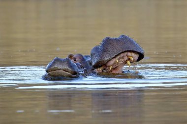 Saldırgan su aygırı. Doğal ortamında vahşi bir hayvan. Afrika yaban hayatı. Namibya.