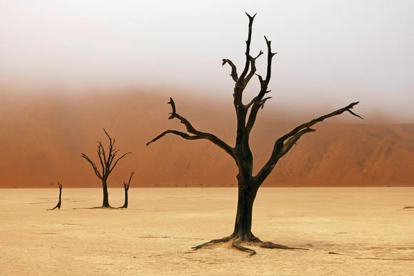 Abgestorbene Kameldornbäume Vor Roten Dünen Und Blauem Himmel Deadvlei Sossusvlei — Stockfoto