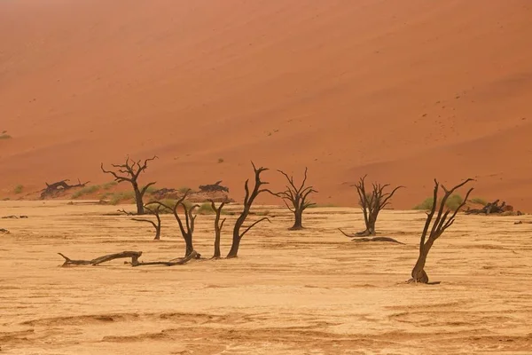 Martwe Drzewa Kalahari Przeciwko Wydmy Czerwony Niebieski Niebo Deadvlei Sossusvlei — Zdjęcie stockowe