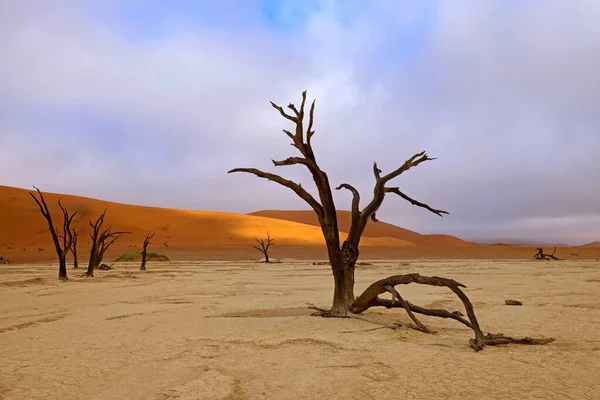 赤い砂丘と Deadvlei ソーサス フライの青い空 Camelthorn 枯れ木ナミブナウクルフト国立公園 ナミビア アフリカ — ストック写真
