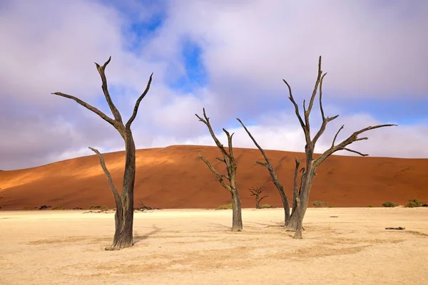 Camelthorn Trees Mort Contre Les Dunes Rouges Ciel Bleu Deadvlei — Photo