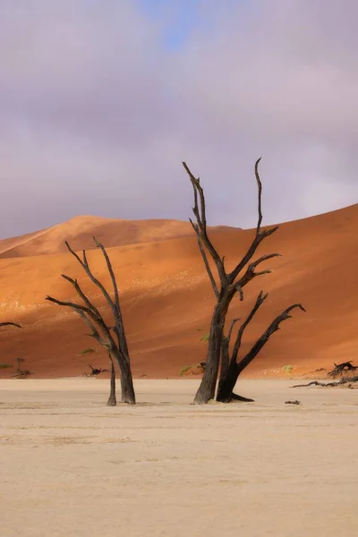 Camelthorn Trees Mort Contre Les Dunes Rouges Ciel Bleu Deadvlei — Photo