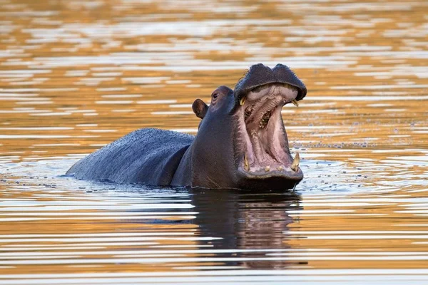 Aggressiv Flodhäst Vilda Djur Naturmiljön Afrikanskt Djurliv Namibia — Stockfoto