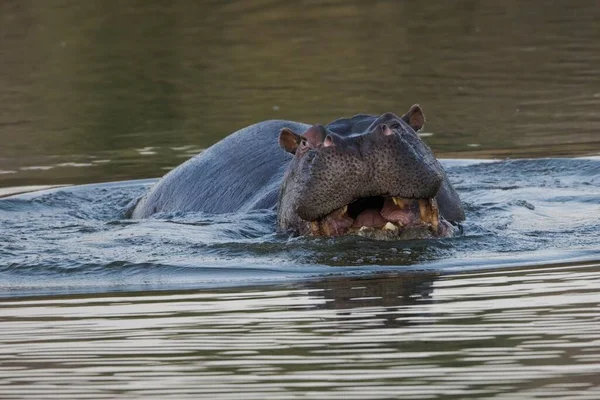 Hipopótamo Agresivo Animal Salvaje Hábitat Natural Vida Silvestre Africana Namibia —  Fotos de Stock