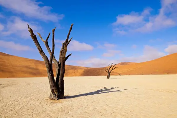 Martwe Drzewa Kalahari Przeciwko Wydmy Czerwony Niebieski Niebo Deadvlei Sossusvlei — Zdjęcie stockowe
