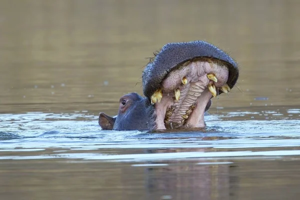 Agressief Nijlpaard Wilde Dieren Natuurlijke Habitat Afrikaanse Wilde Dieren Namibië — Stockfoto