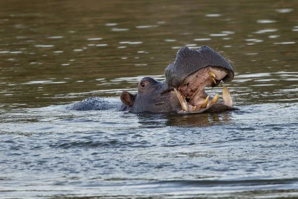 Hipopótamo Agresivo Animal Salvaje Hábitat Natural Vida Silvestre Africana Namibia — Foto de Stock