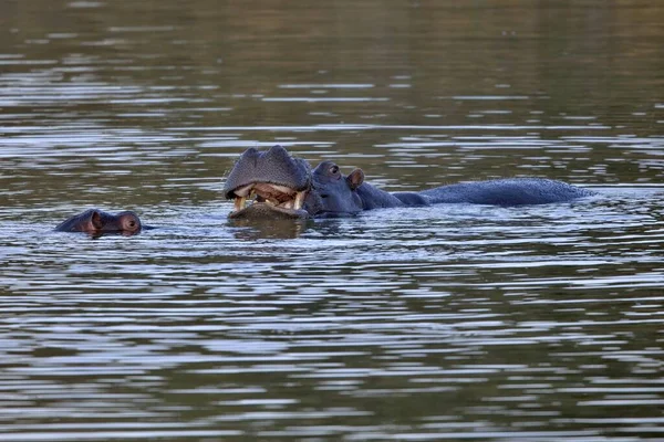 Hipopótamo Agressivo Animal Selvagem Habitat Natural Vida Selvagem Africana Namíbia — Fotografia de Stock