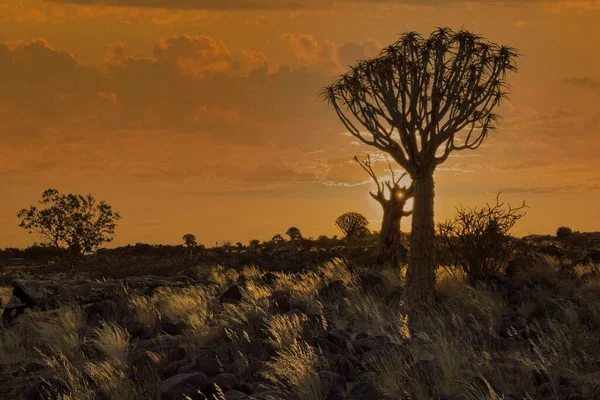 Východ Slunce Pouštní Krajině Lesa Toulce Aloe Dichotoma Namibie Jihoafrická — Stock fotografie