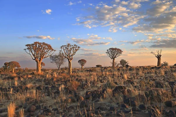 Восход Солнца Пустынном Пейзаже Quiver Tree Forest Aloe Dichotoma Намибия — стоковое фото