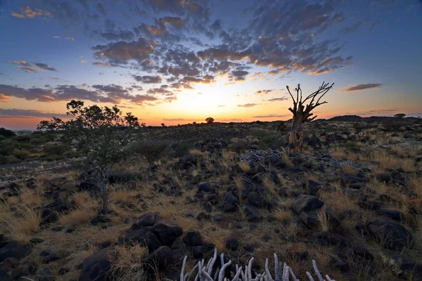 纳米比亚 Quiver Tree Forest Aloe Dichotoma 沙漠景观中的日出 — 图库照片