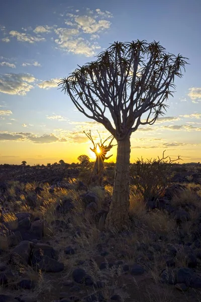 Quiver Ağaç Ormanı Nda Gün Doğumu Aloe Ikilemi Namibya Güney — Stok fotoğraf