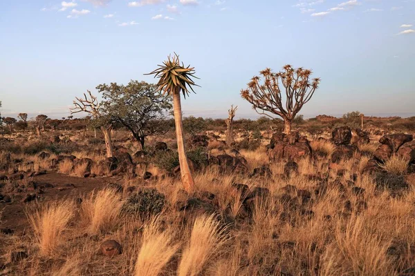 Zonsopkomst Het Woestijnlandschap Van Quiver Tree Forest Aloë Dichotoma Namibië — Stockfoto
