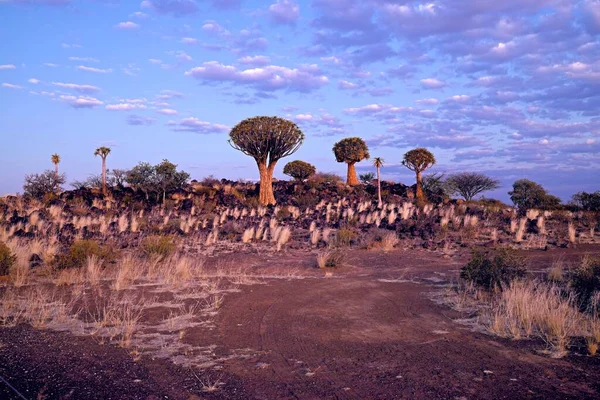 Quiver Ağaç Ormanı Nda Gün Doğumu Aloe Ikilemi Namibya Güney — Stok fotoğraf
