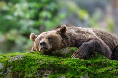 Avrupa kahverengi ayısı Ursus arctos arctos, hayvan kokusu, sonbahar, Bavyera Ormanı Ulusal Parkı, Almanya, Avrupa. Yüksek kalite fotoğraf