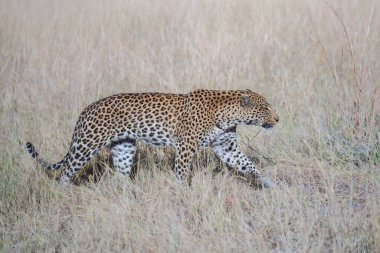 Afrika vahşi yaşamı. Panthera leoparı, Panthera pardus, levhart, yırtıcı yerli Afrika, Botswana. Vahşi yaşam, tipik bir leopar alt türü ortamı. Kayanın üzerinde. Ulusal park Moremi, Okavango, Kwai. Yüksek kalite fotoğraf
