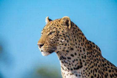 Afrika vahşi yaşamı. Panthera leoparı, Panthera pardus, levhart, yırtıcı yerli Afrika, Botswana. Vahşi yaşam, tipik bir leopar alt türü ortamı. Kayanın üzerinde. Ulusal park Moremi, Okavango, Kwai. Yüksek kalite fotoğraf