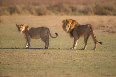 Güçlü Afrika aslanı Panthera Leo 'nun portresi, Moremi oyun parkı, Botswana, Afrika aslanlarının büyüleyici görüntüleri, kıtanın vahşi özünü deneyimlemek. Gün doğumu, 8 km çözünürlük. Yüksek kalite fotoğraf