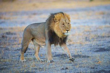 Güçlü Afrika aslanı Panthera Leo 'nun portresi, Moremi oyun parkı, Botswana, Afrika aslanlarının büyüleyici görüntüleri, kıtanın vahşi özünü deneyimlemek. Gün doğumu, 8 km çözünürlük. Yüksek kalite fotoğraf