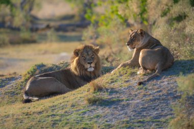 Güçlü Afrika aslanı Panthera Leo 'nun portresi, Moremi oyun parkı, Botswana, Afrika aslanlarının büyüleyici görüntüleri, kıtanın vahşi özünü deneyimlemek. Gün doğumu, 8 km çözünürlük. Yüksek kalite fotoğraf