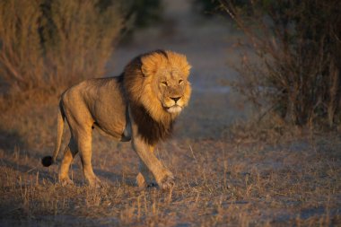 Güçlü Afrika aslanı Panthera Leo 'nun portresi, Moremi oyun parkı, Botswana, Afrika aslanlarının büyüleyici görüntüleri, kıtanın vahşi özünü deneyimlemek. Gün doğumu, 8 km çözünürlük. Yüksek kalite fotoğraf