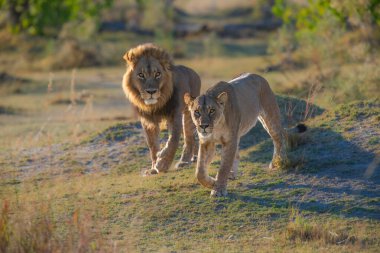 Güçlü Afrika aslanı Panthera Leo 'nun portresi, Moremi oyun parkı, Botswana, Afrika aslanlarının büyüleyici görüntüleri, kıtanın vahşi özünü deneyimlemek. Gün doğumu, 8 km çözünürlük. Yüksek kalite fotoğraf