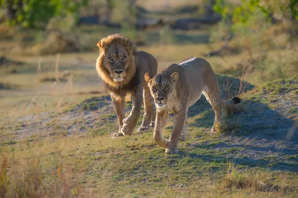 Güçlü Afrika aslanı Panthera Leo 'nun portresi, Moremi oyun parkı, Botswana, Afrika aslanlarının büyüleyici görüntüleri, kıtanın vahşi özünü deneyimlemek. Gün doğumu, 8 km çözünürlük. Yüksek kalite fotoğraf