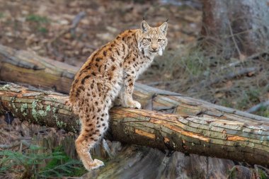 Orta boylu, sivri kulaklı ve kürklü vahşi bir kedi olan Avrasyalı vaşak Lynx ormandaki çimenlerde oturur. Yüksek kalite fotoğraf