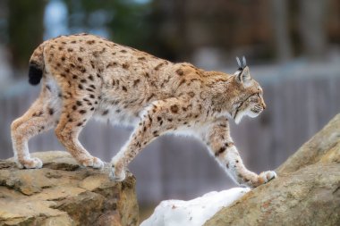 Orta boylu, sivri kulaklı ve kürklü vahşi bir kedi olan Avrasyalı vaşak Lynx ormandaki çimenlerde oturur. Yüksek kalite fotoğraf