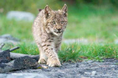 Orta boylu, sivri kulaklı ve kürklü vahşi bir kedi olan Avrasyalı vaşak Lynx ormandaki çimenlerde oturur. Yüksek kalite fotoğraf