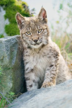 Orta boylu, sivri kulaklı ve kürklü vahşi bir kedi olan Avrasyalı vaşak Lynx ormandaki çimenlerde oturur. Yüksek kalite fotoğraf