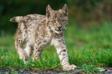 Orta boylu, sivri kulaklı ve kürklü vahşi bir kedi olan Avrasyalı vaşak Lynx ormandaki çimenlerde oturur. Yüksek kalite fotoğraf