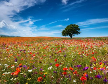 A vast expanse of colorful wildflowers stretches under an endless blue sky, where a lone tree stands gracefully, symbolizing solitude and peace. Nature flourishes in this serene landscape. clipart